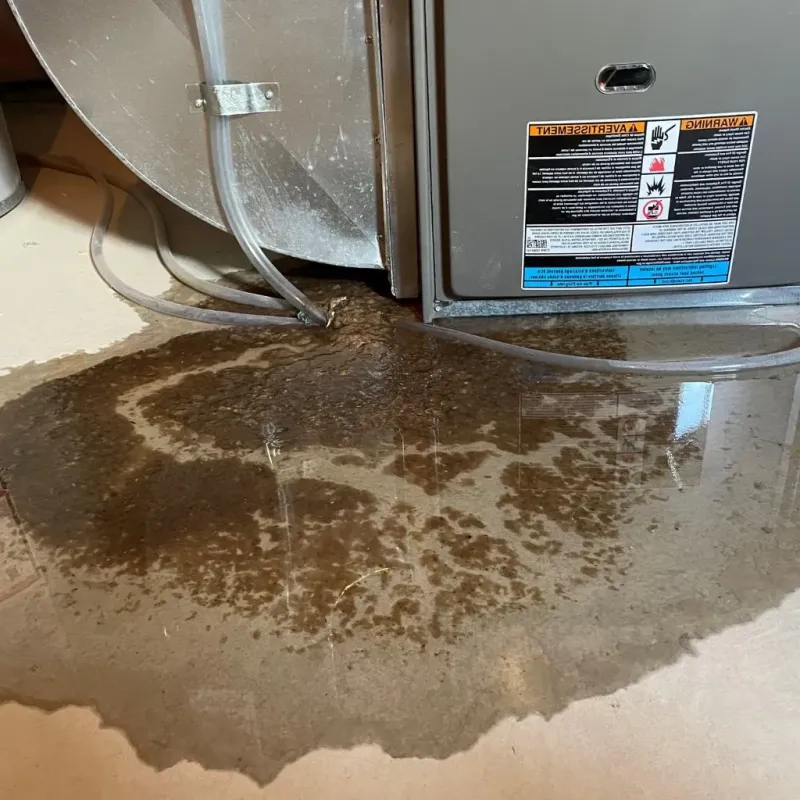 Pipe Burst and Leak Restoration in Fern Acres, HI